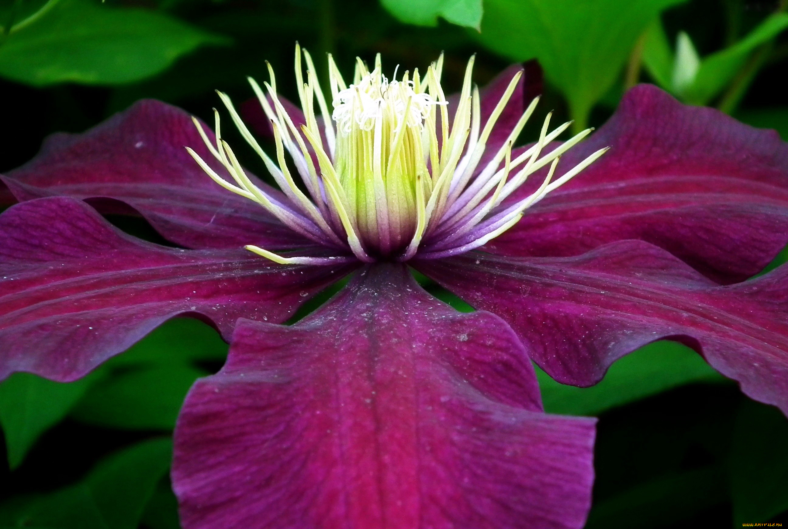 цветы, клематис, , ломонос, макро