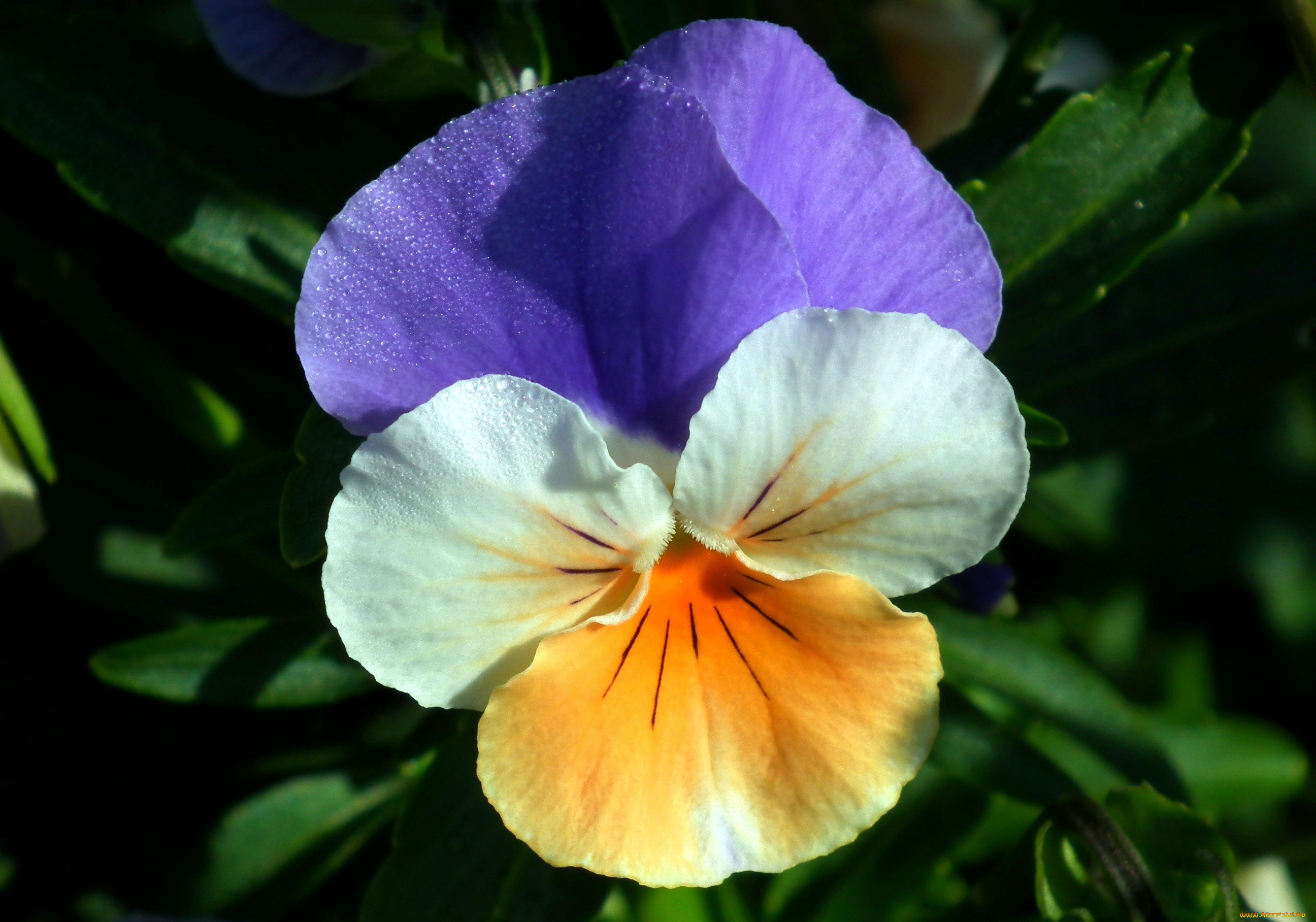 цветы, анютины, глазки, , садовые, фиалки, капли, макро, одиночка