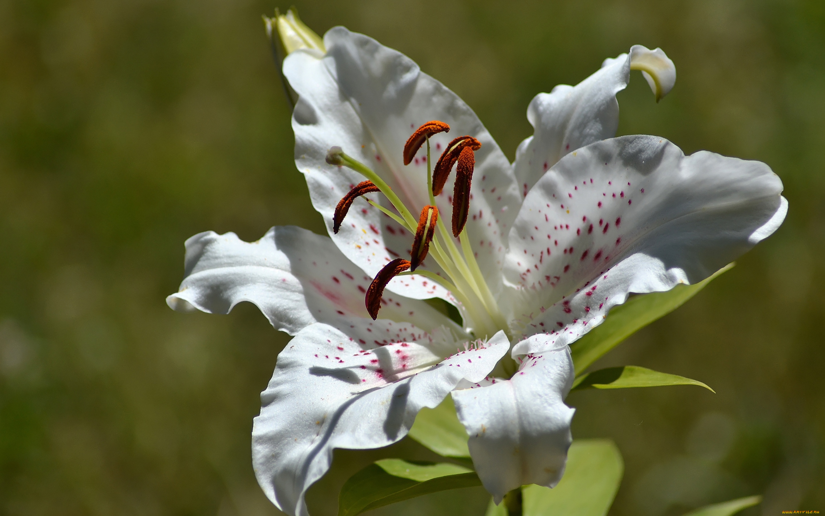 цветы, лилии, , лилейники, лилия, лепестки, тычинки, макро