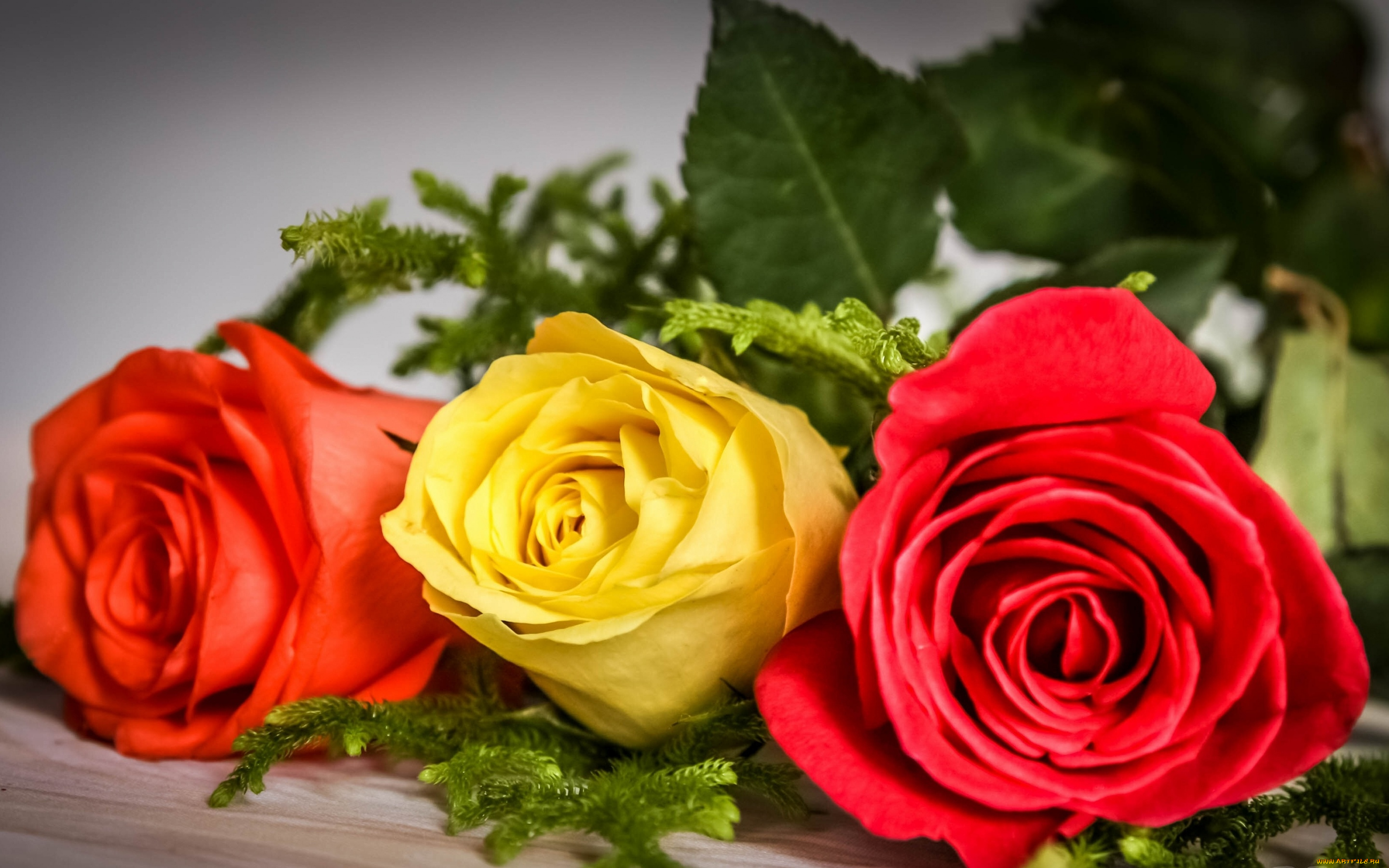 цветы, розы, бутоны, трио