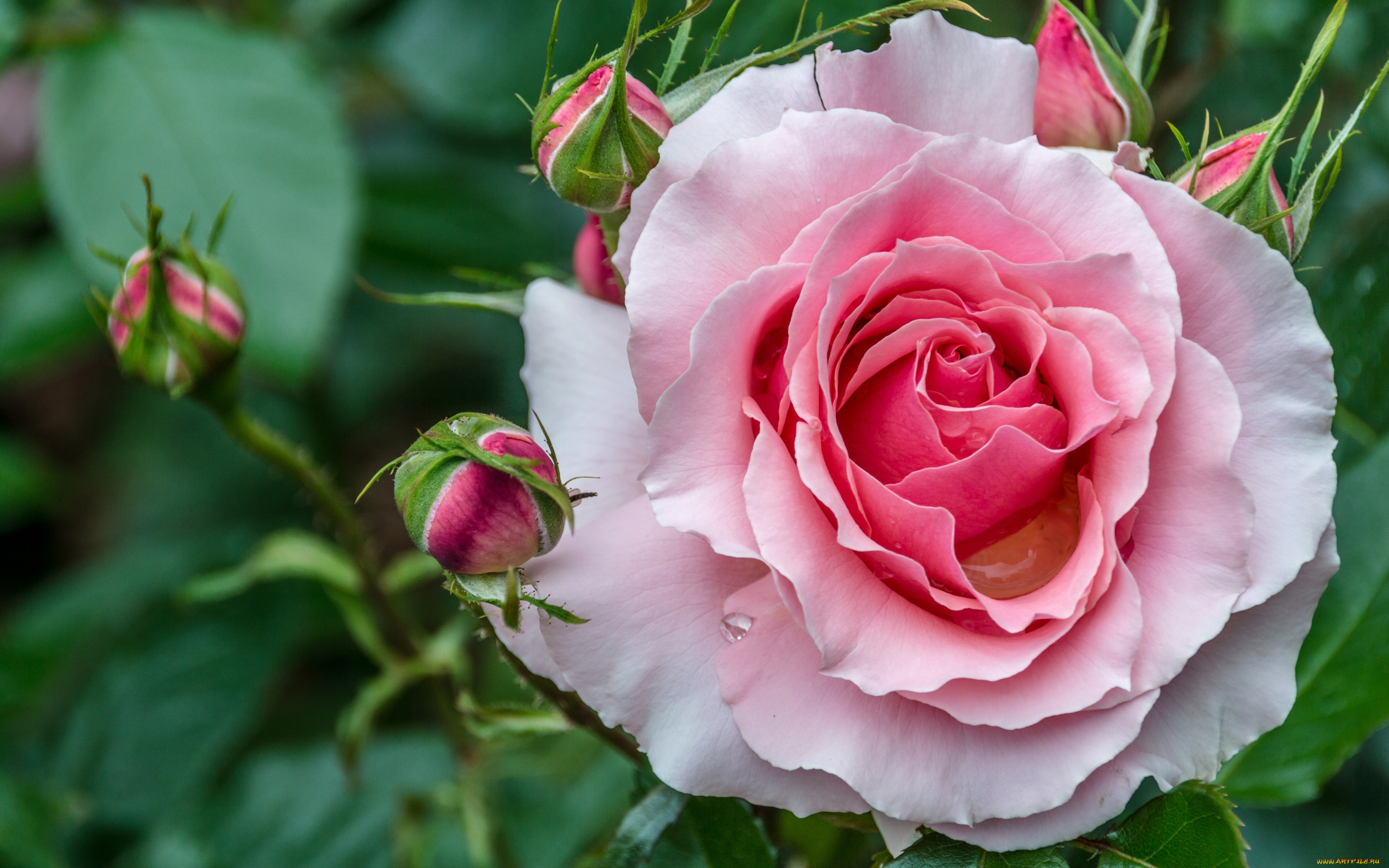 цветы, розы, роза, бутоны, красивая, макро