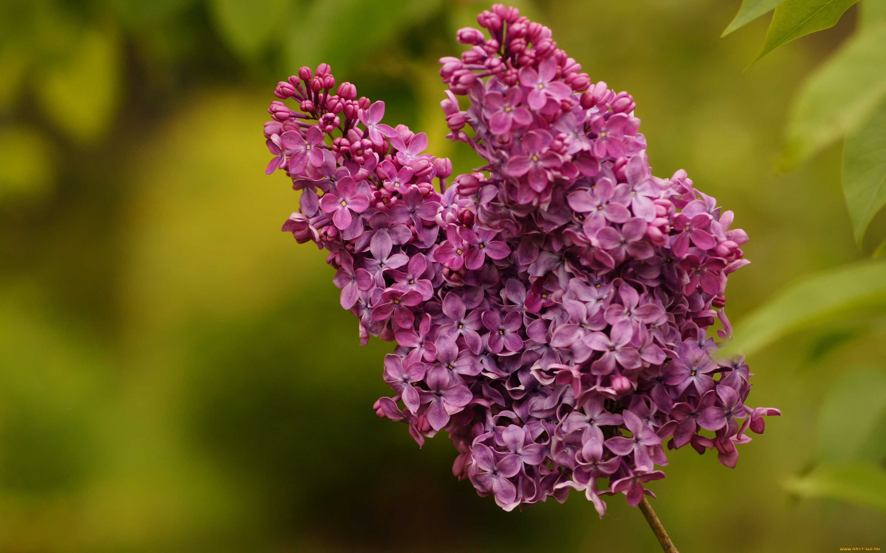 цветы, сирень