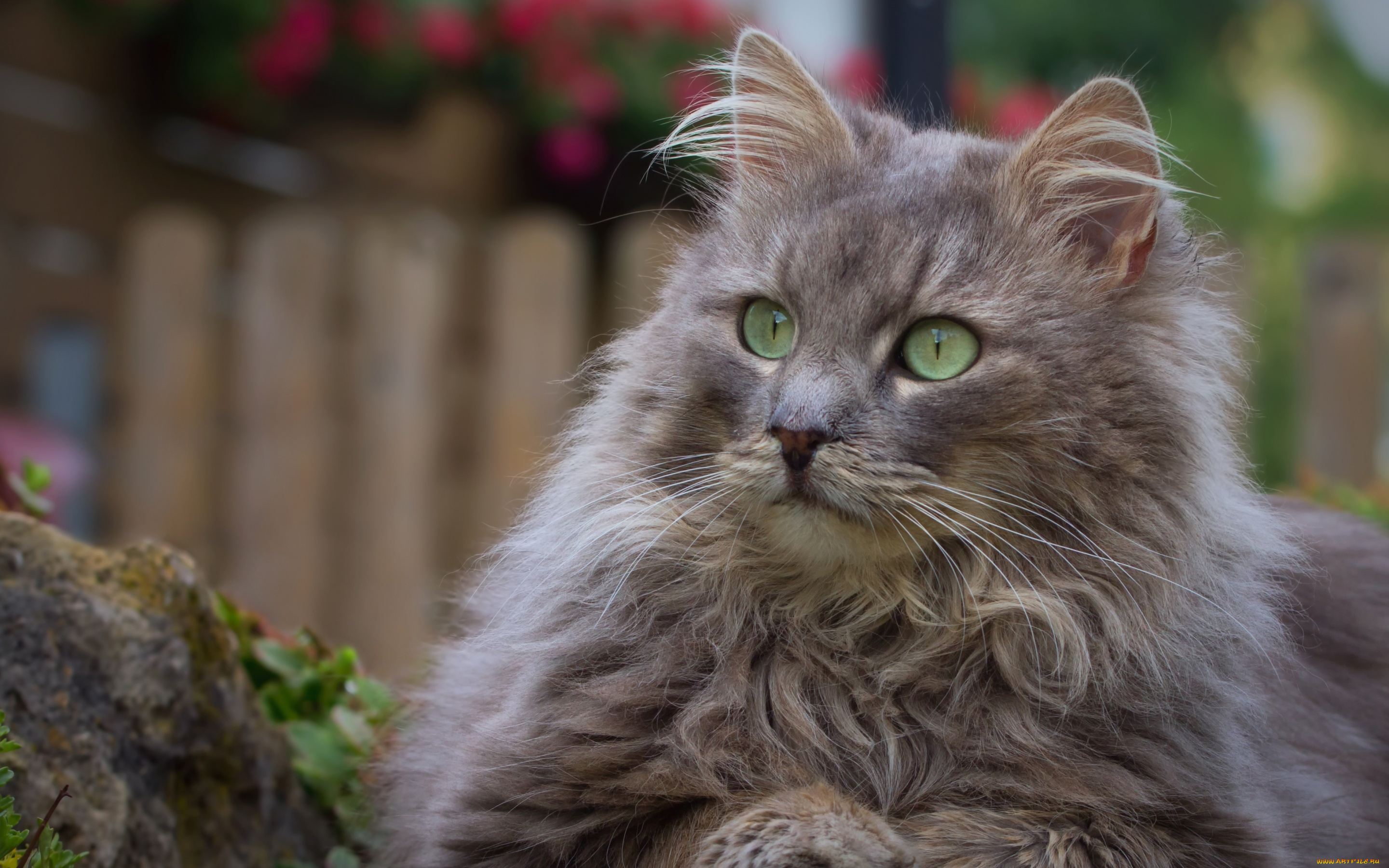 животные, коты, кот