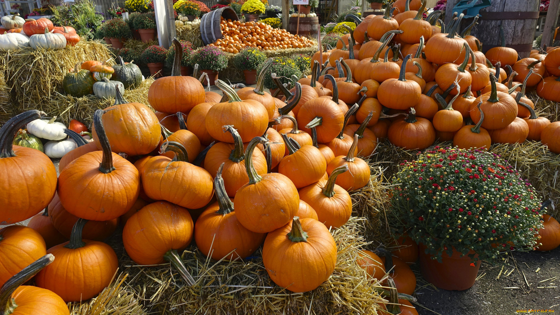 еда, тыква, снедь