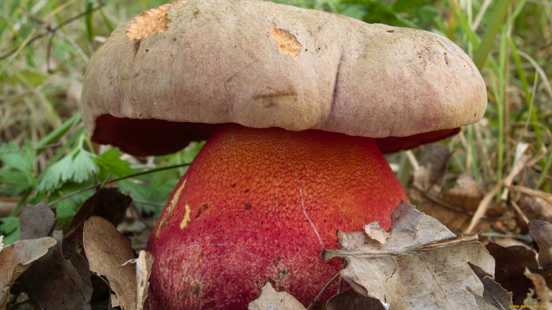 гриб, природа, грибы