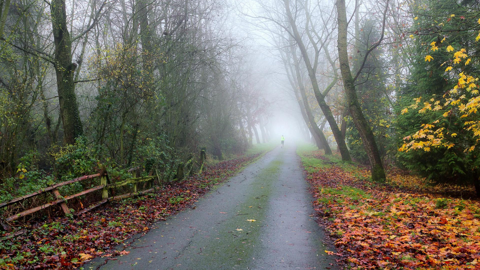 природа, дороги, деревья, дорога, лес, осень