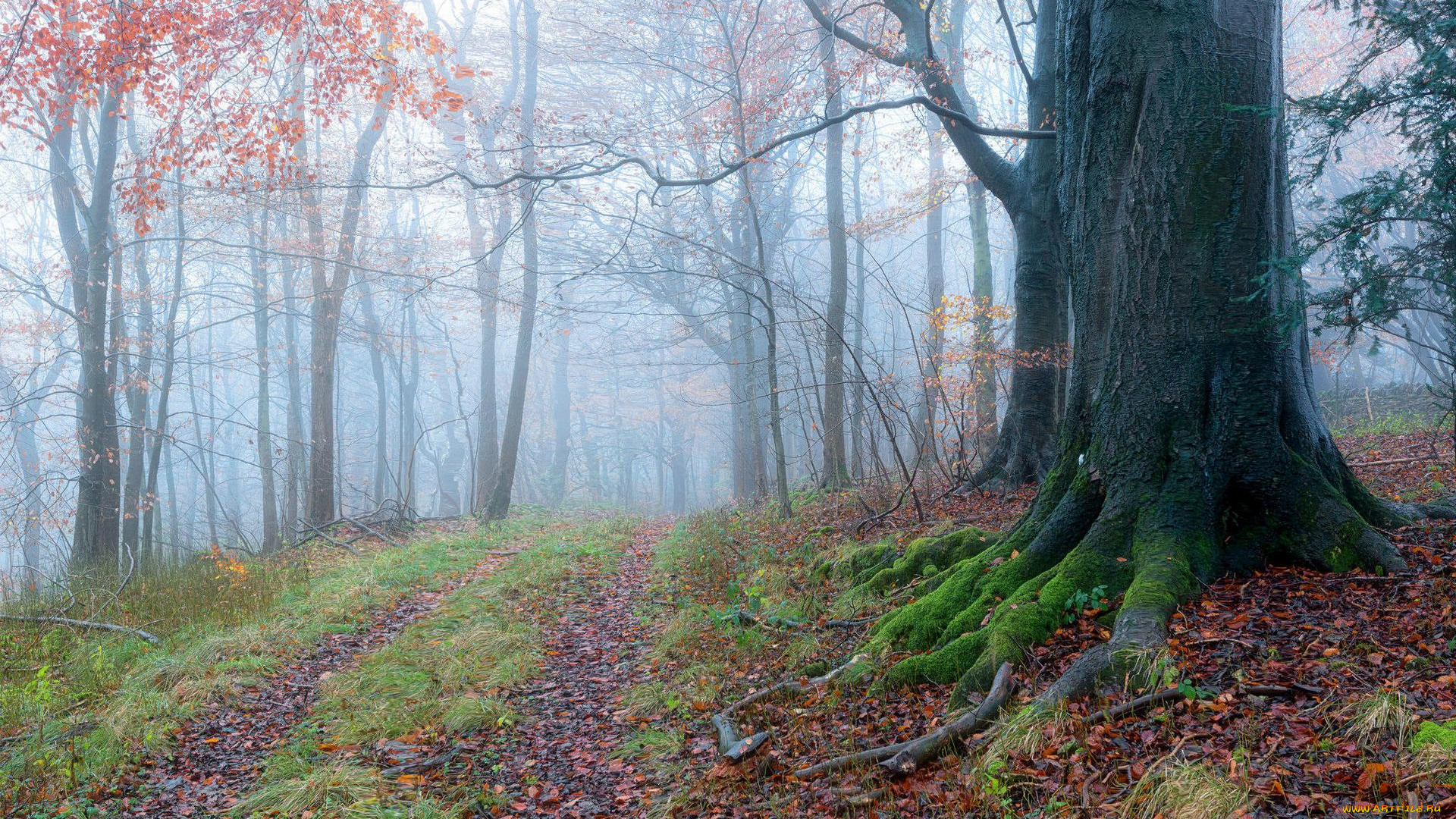 природа, дороги, осень, деревья, лес, дорога