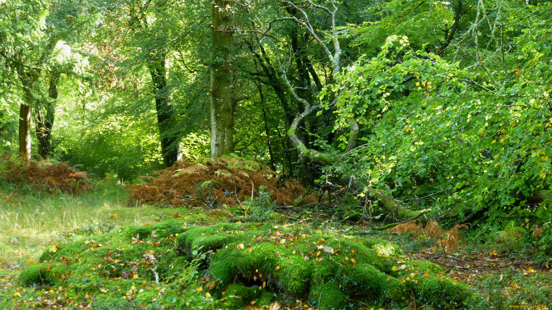 природа, лес, простор