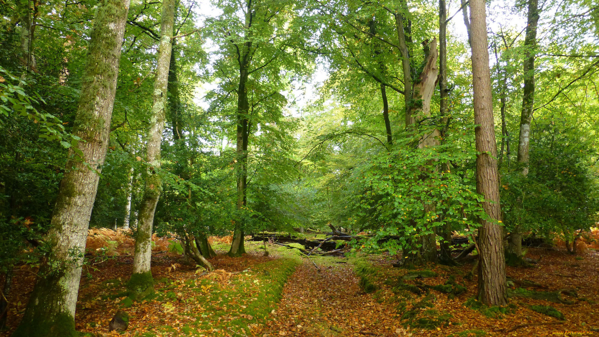 природа, лес, простор
