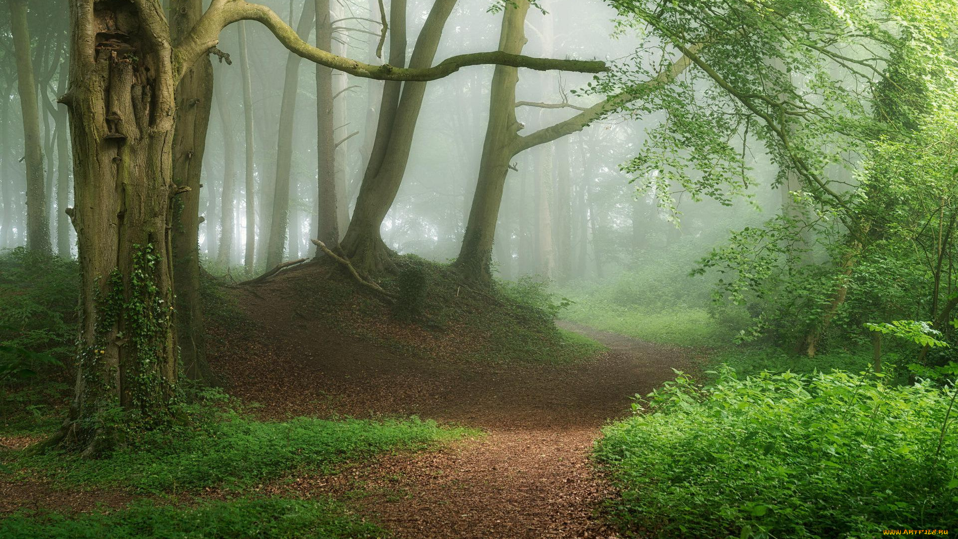 природа, лес, тропинка, деревья