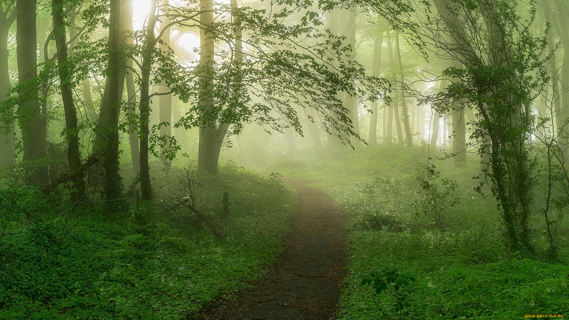 природа, лес, туман, тропинка, деревья