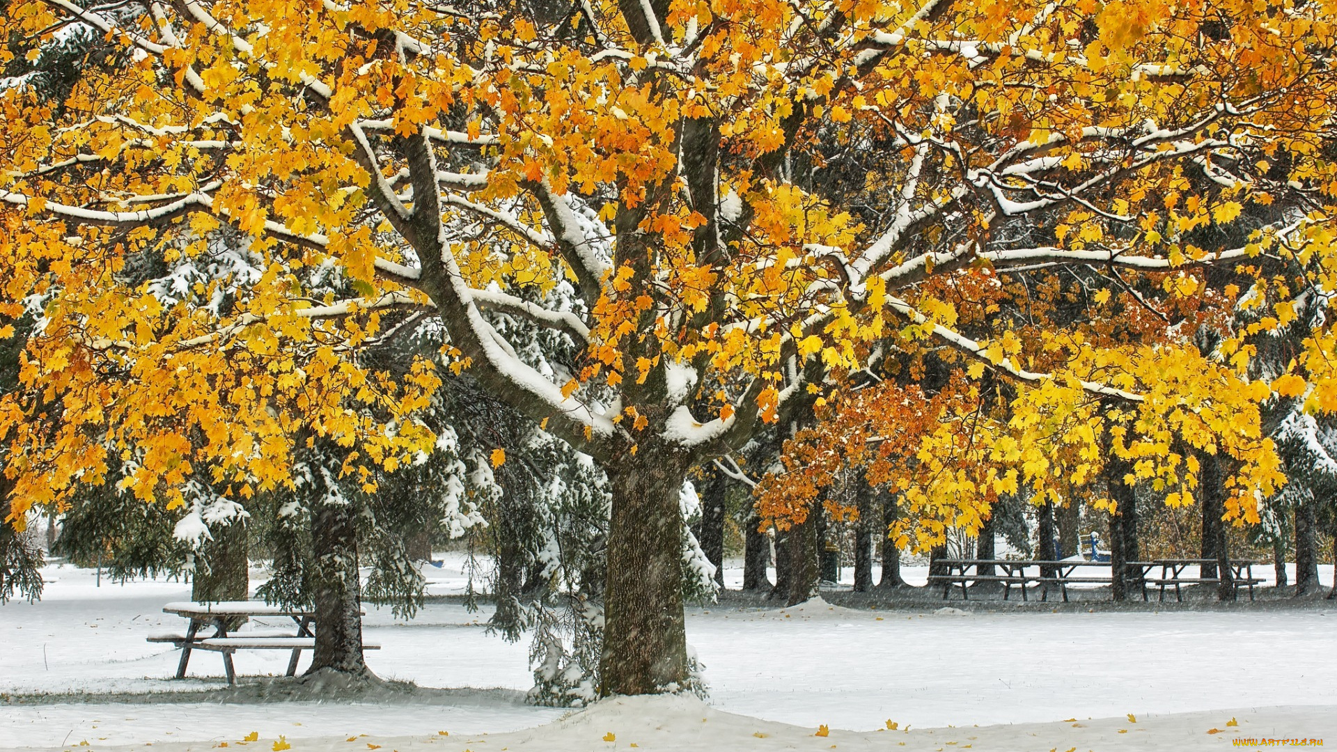 природа, парк, листья, скамья, осень, деревья, снег, стол
