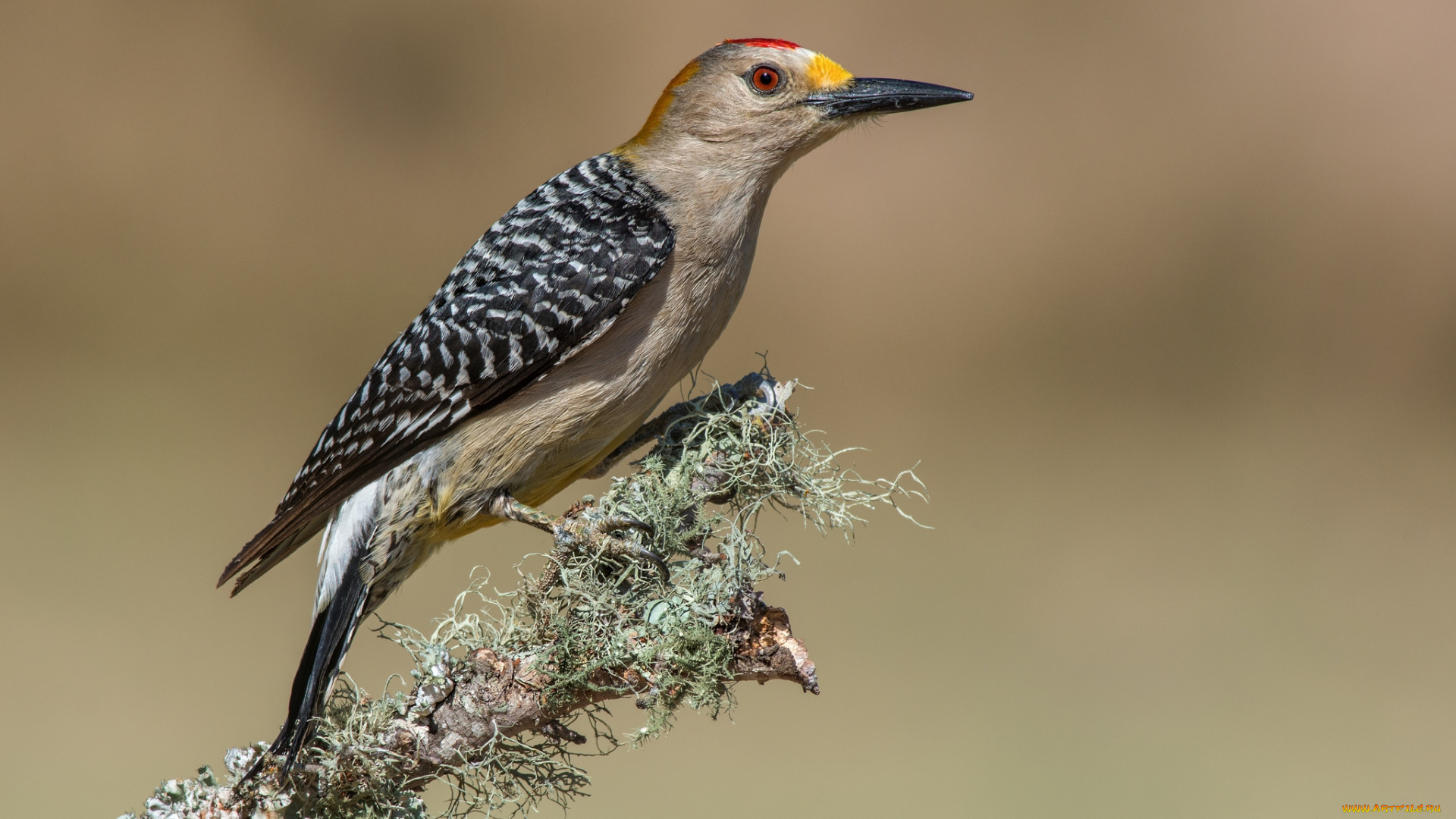животные, дятлы, птичка