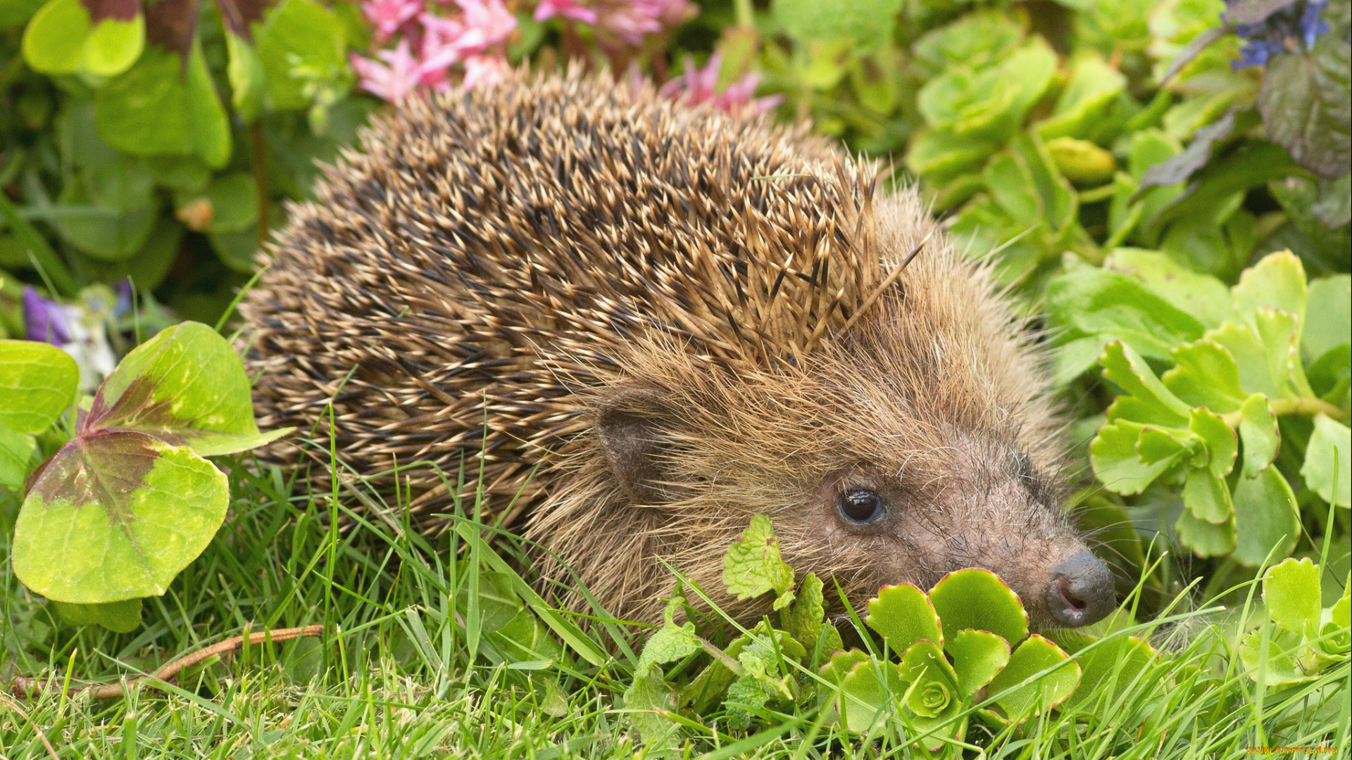 животные, ежи, ежик
