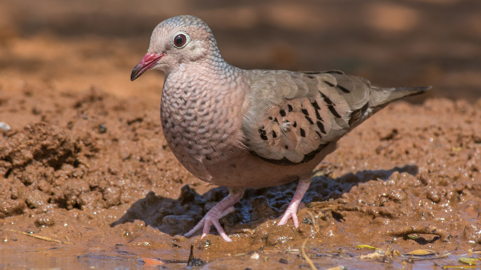 животные, голуби, птичка