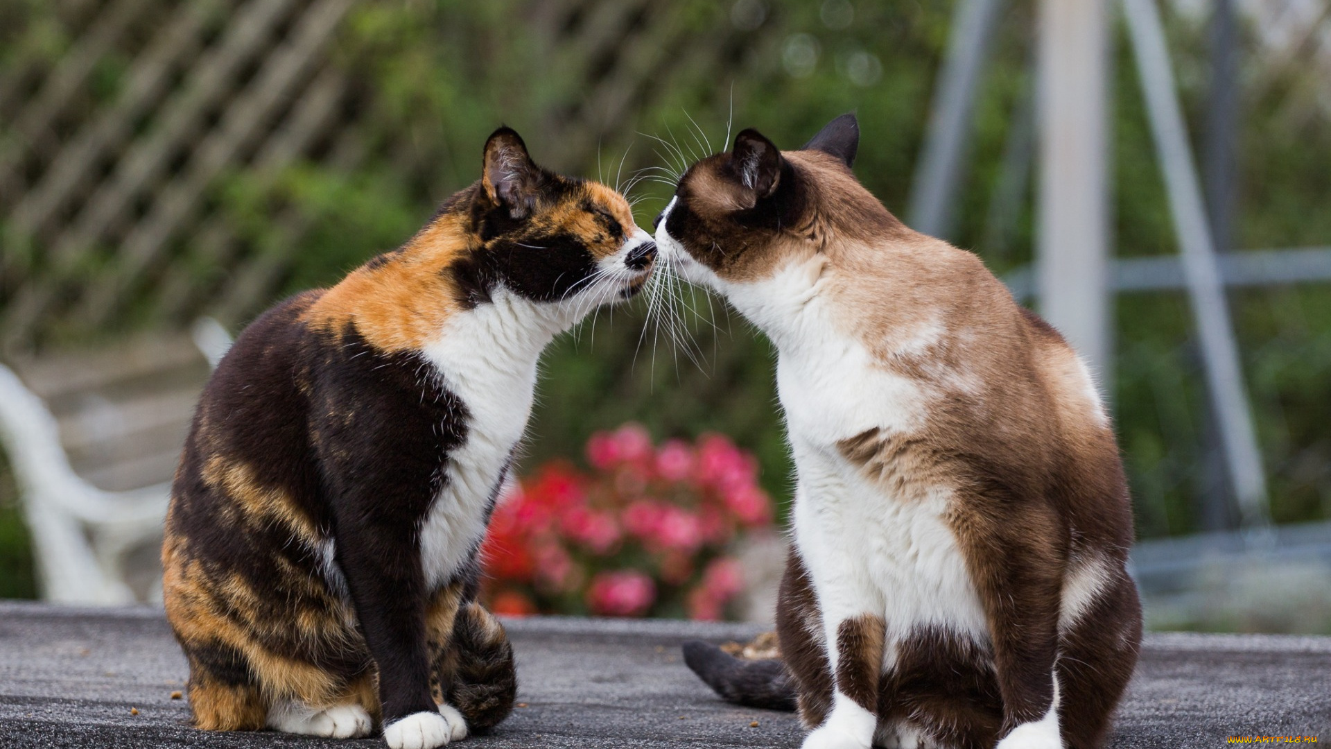 животные, коты, двое