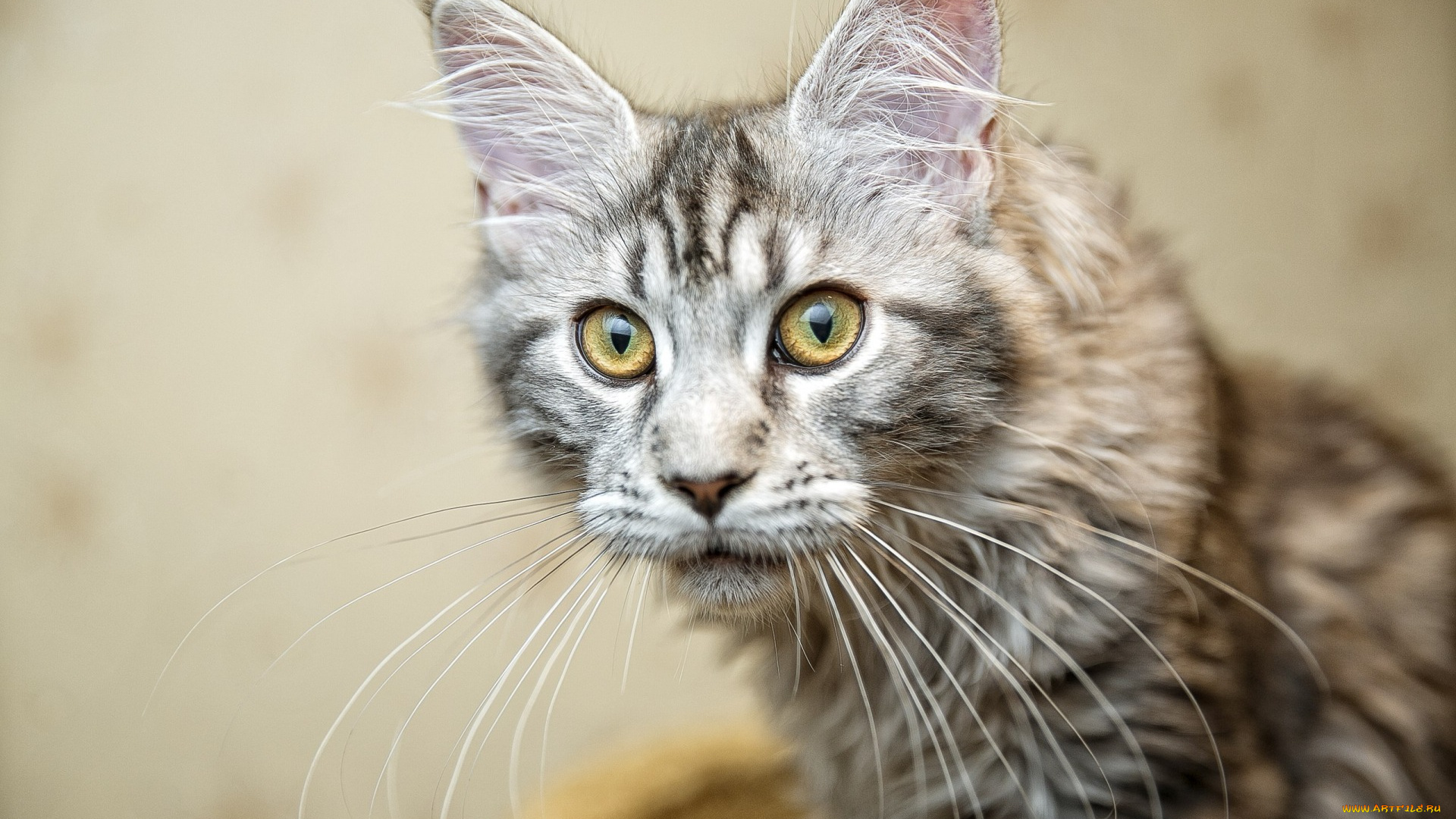 животные, коты, морда, взгляд