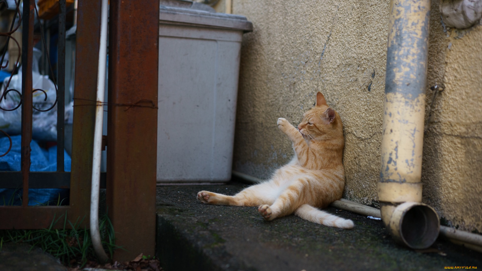 животные, коты, рыжий, цвет