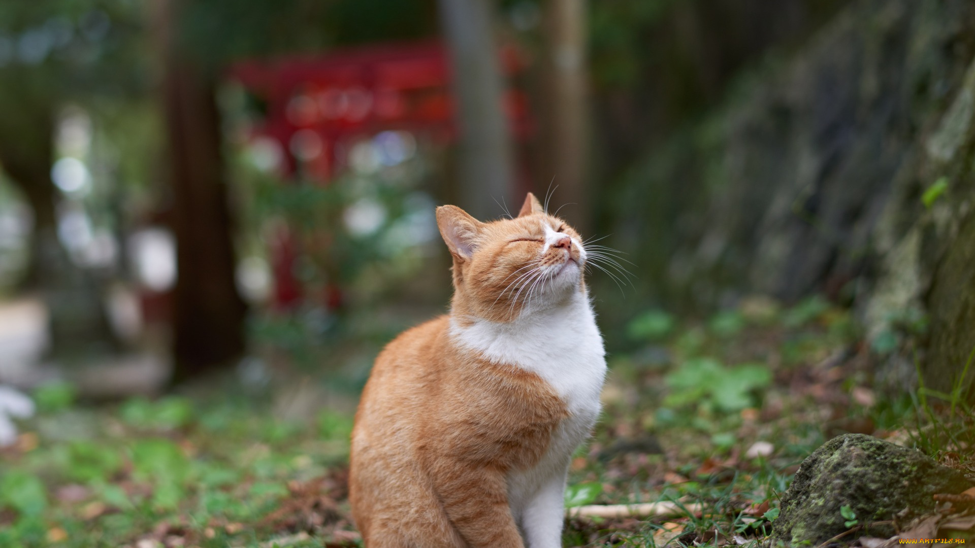 животные, коты, рыжий, цвет