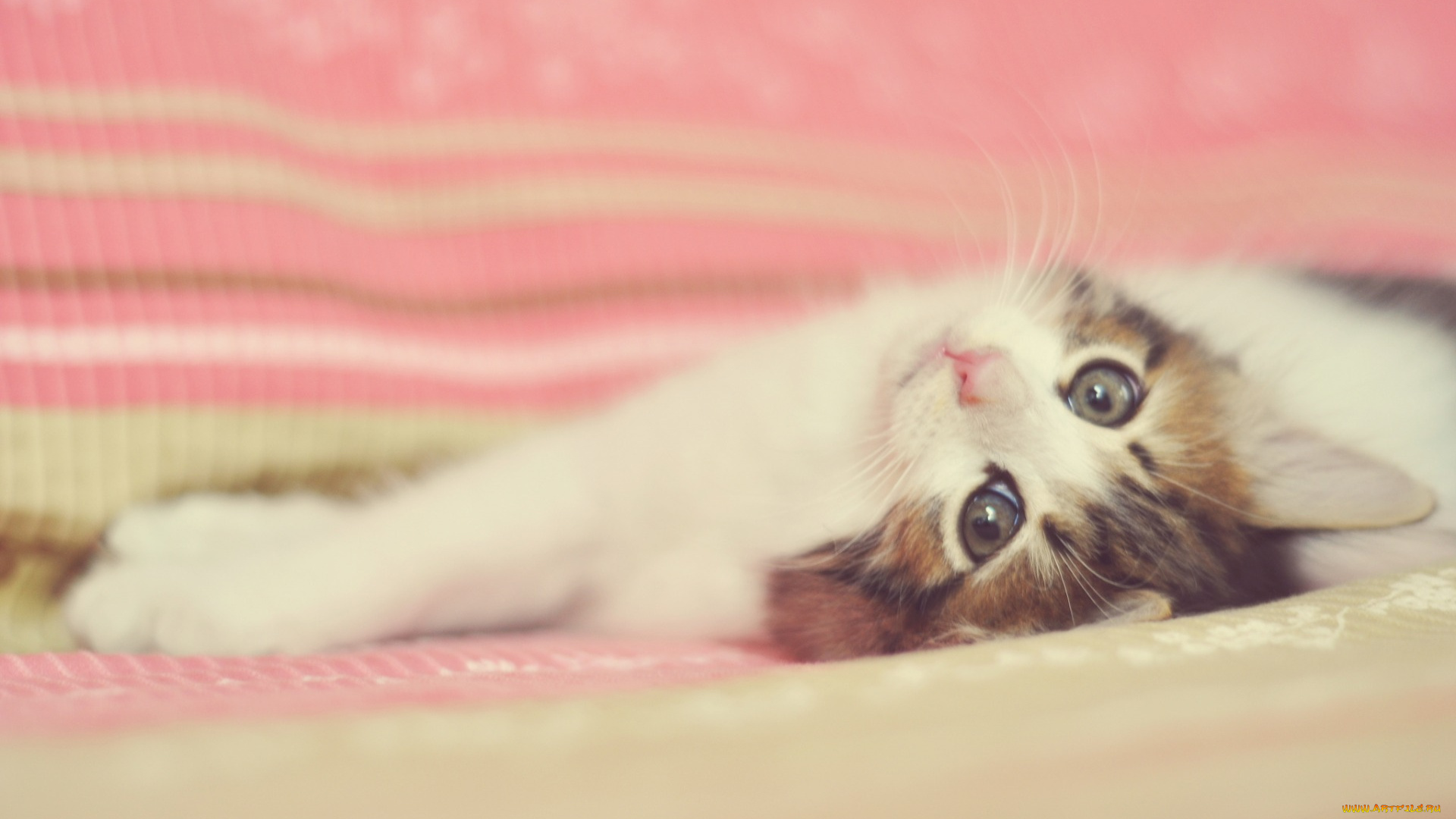 животные, коты, взгляд