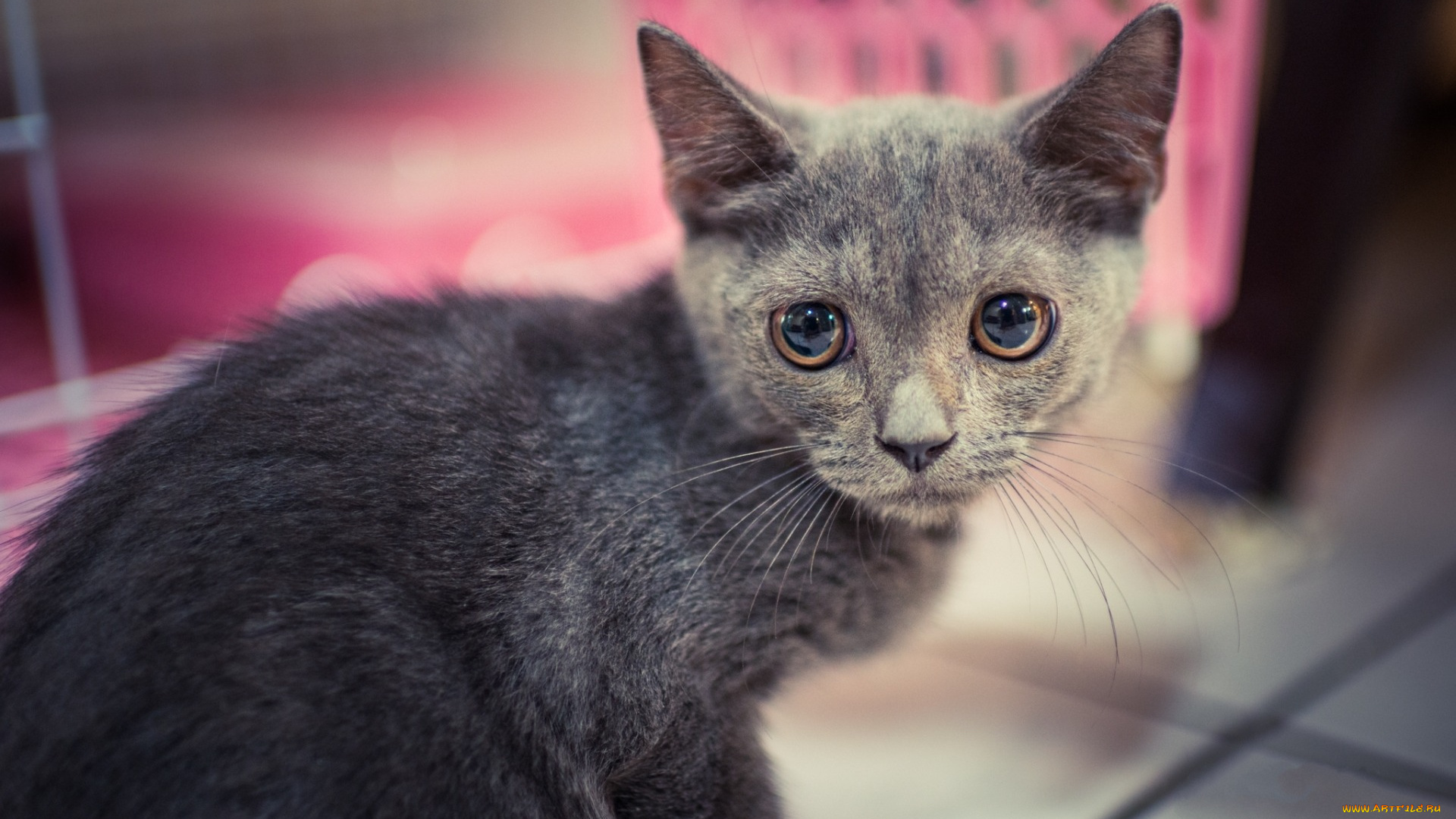 животные, коты, взгляд