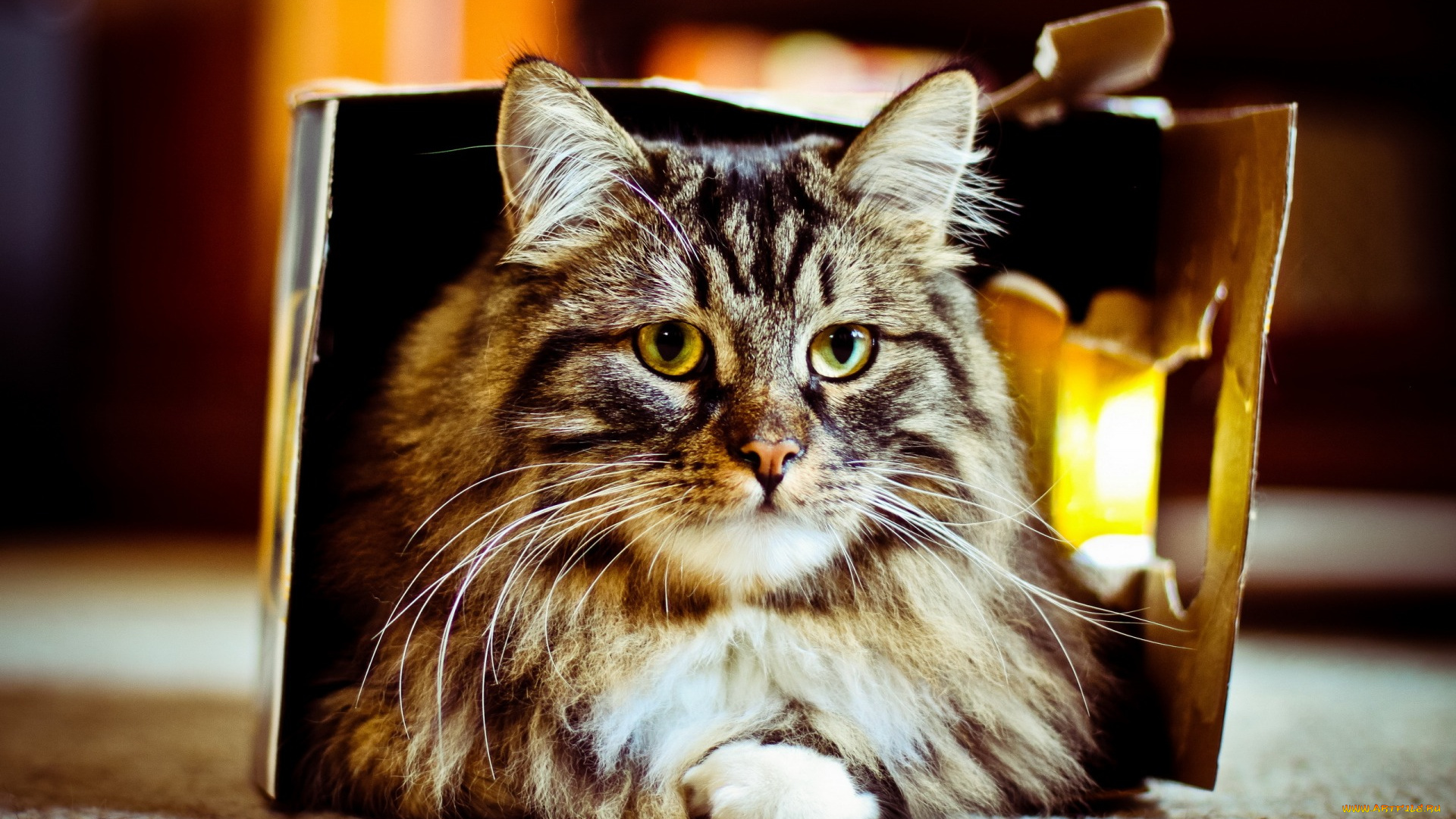 животные, коты, взгляд