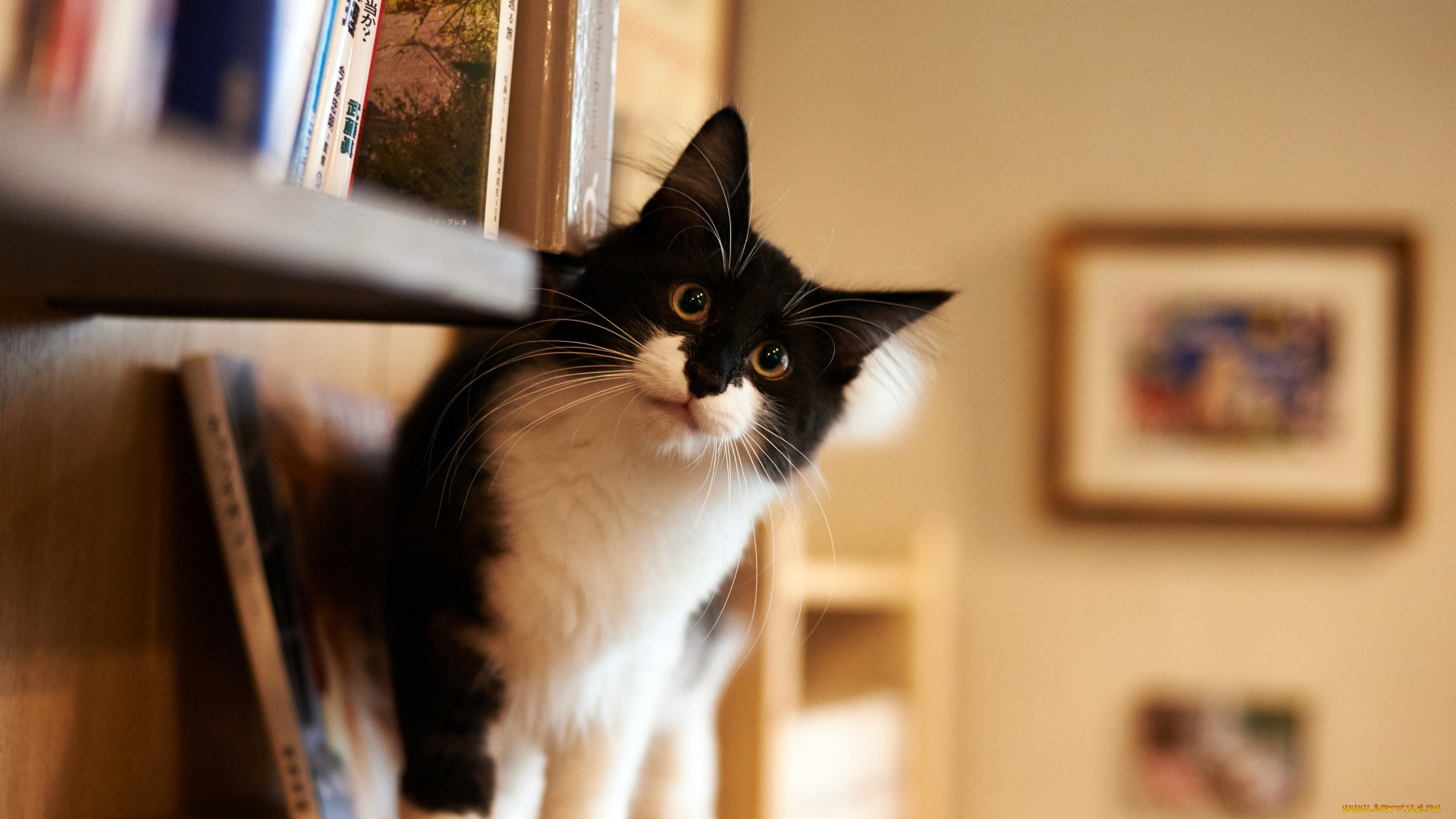 животные, коты, взгляд