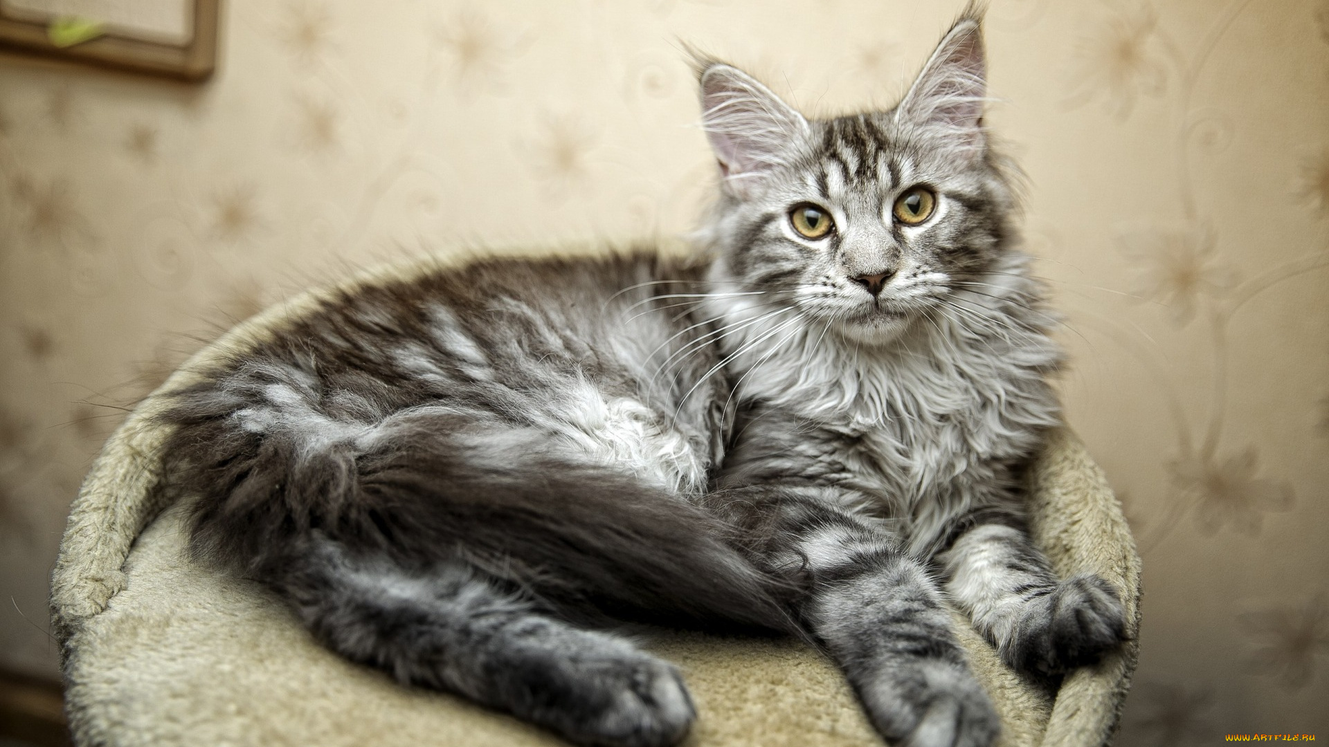 животные, коты, взгляд