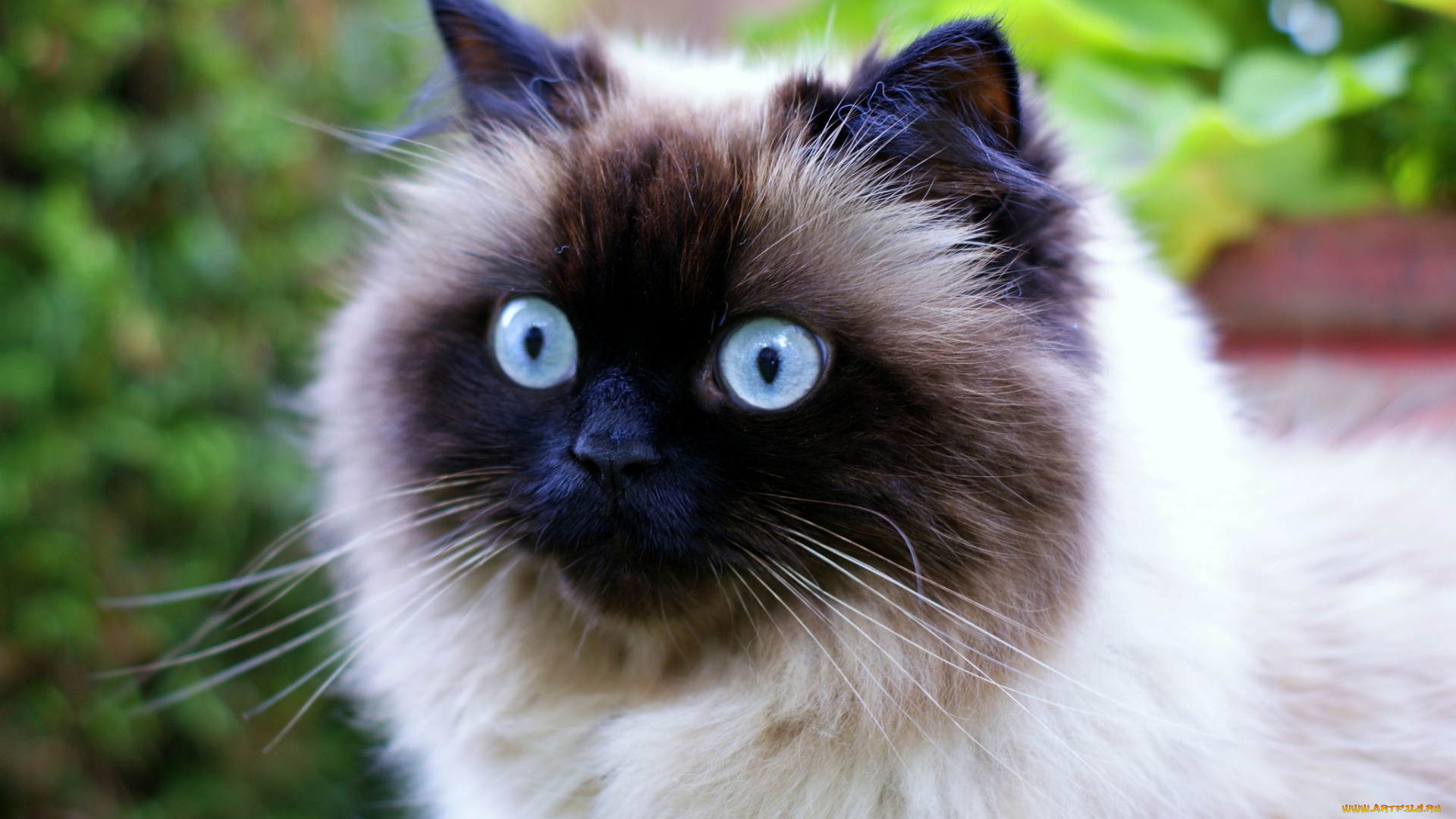 животные, коты, взгляд, морда