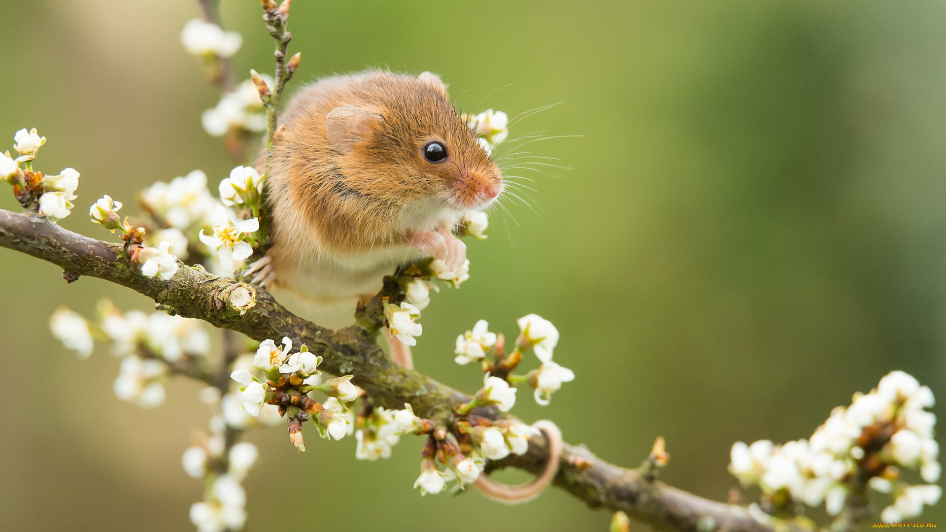 животные, крысы, , мыши, боке, мышка, ветка