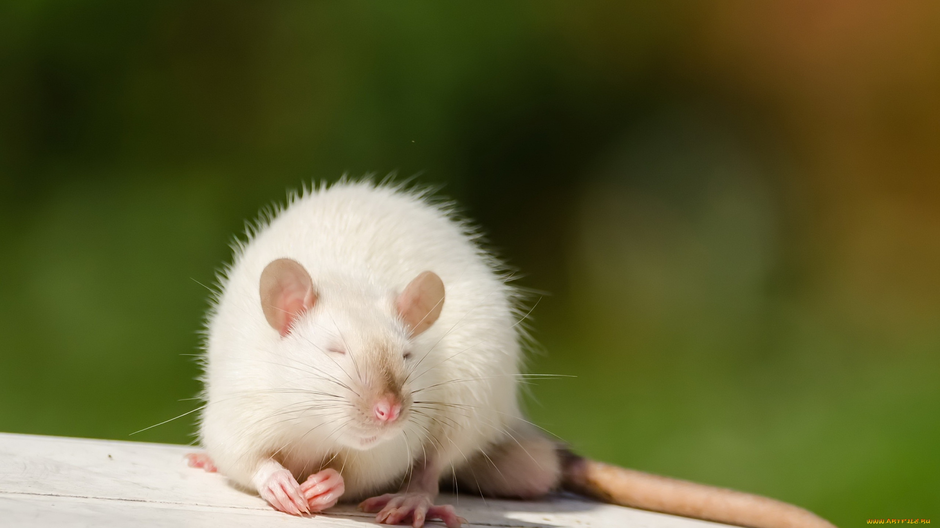 животные, крысы, , мыши, фон, природа, мышка