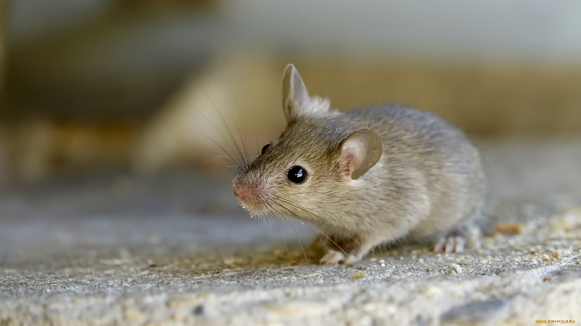 животные, крысы, , мыши, мышка, макро, фон