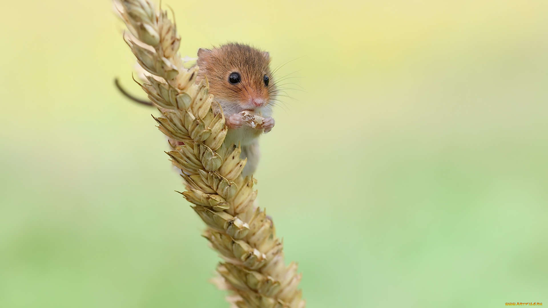 животные, крысы, , мыши, мышка, мышь-малютка, зерно, природа