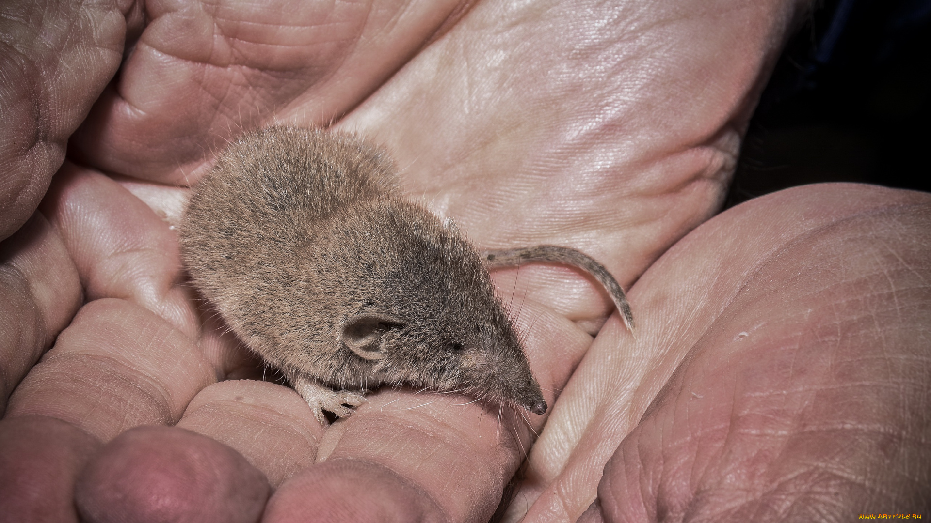 животные, крысы, , мыши, руки, ладонь, мышка