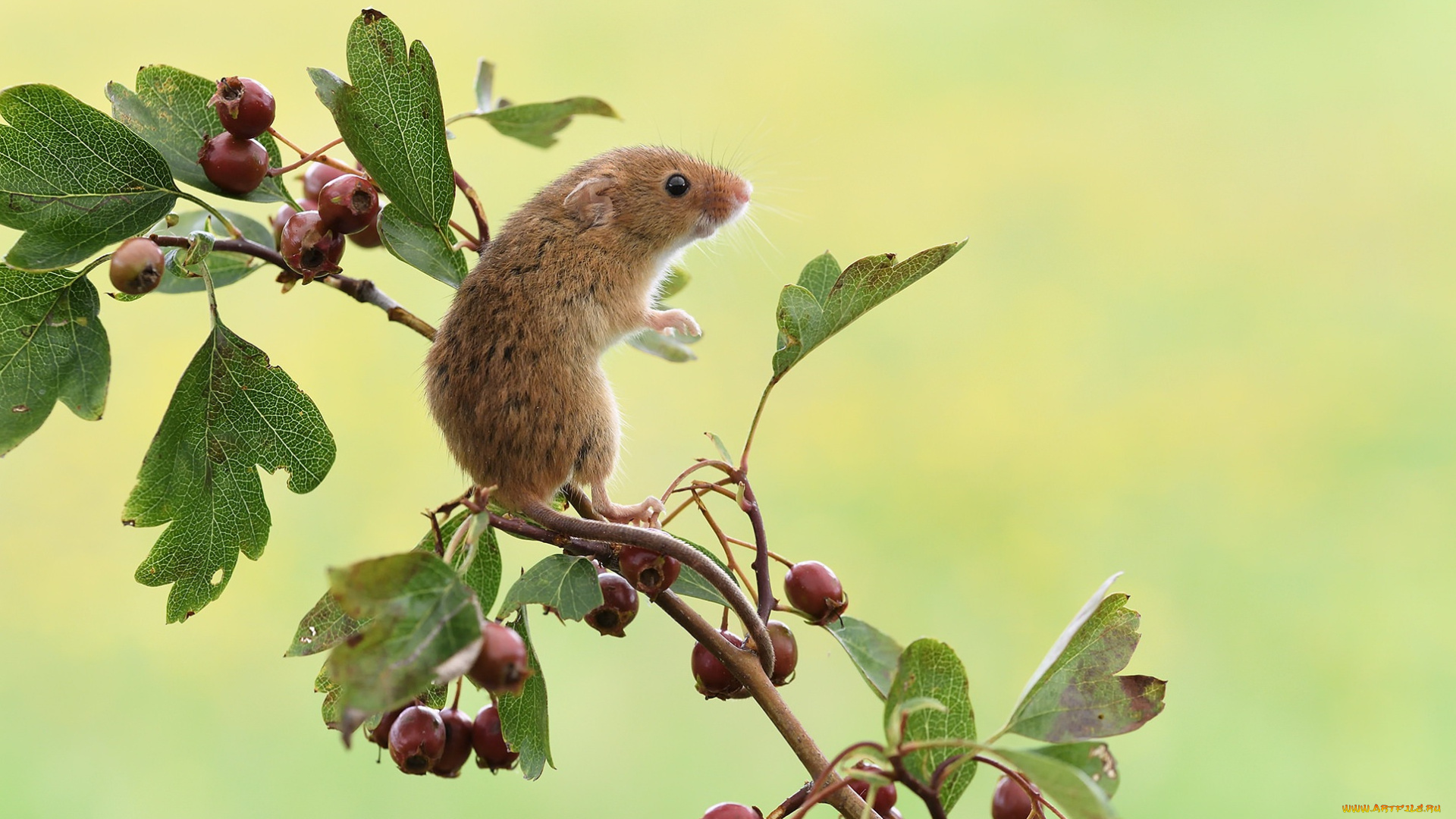 животные, крысы, , мыши, ветка, мышка, мышь-малютка, ягоды