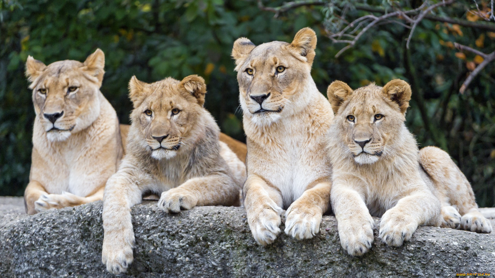 животные, львы, четверо