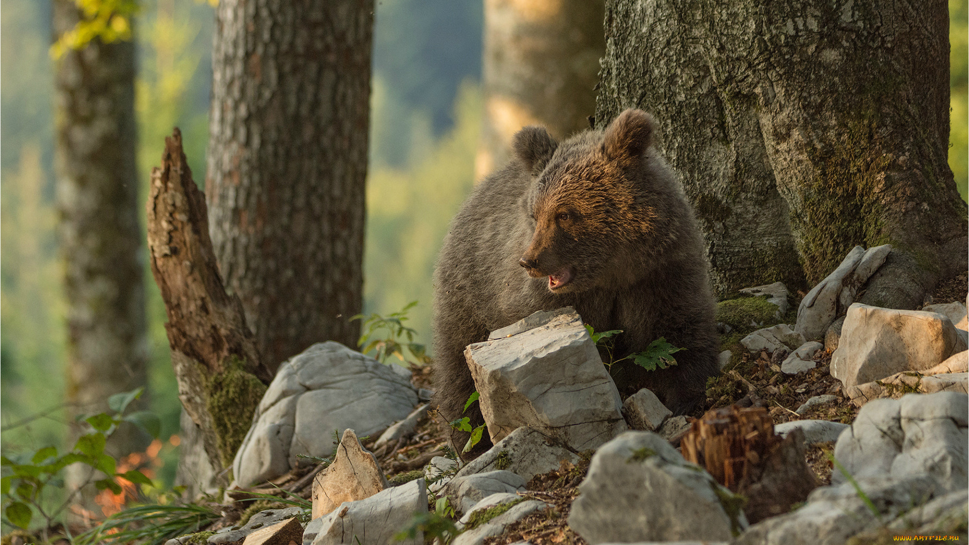 животные, медведи, хищник, животное, камни, деревья, природа, медвежонок, детёныш