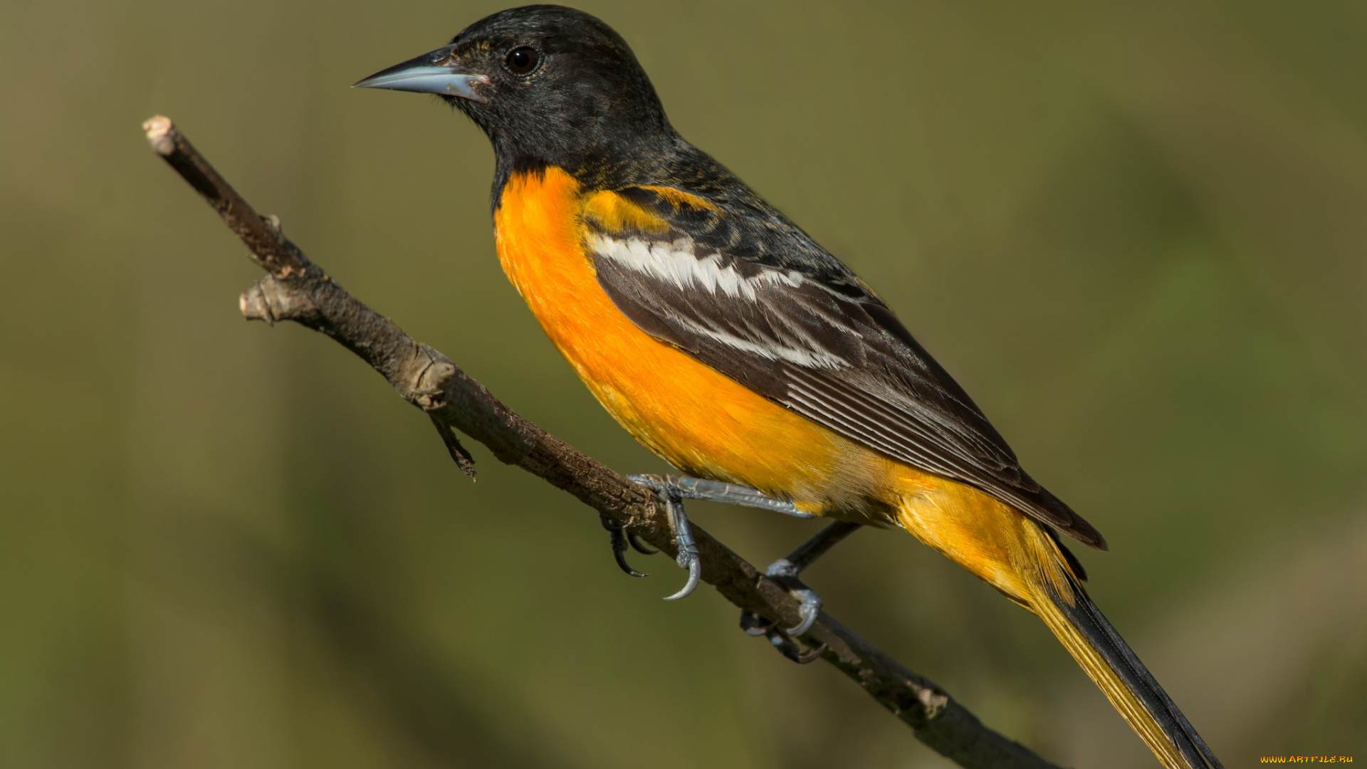 животные, птицы, птичка