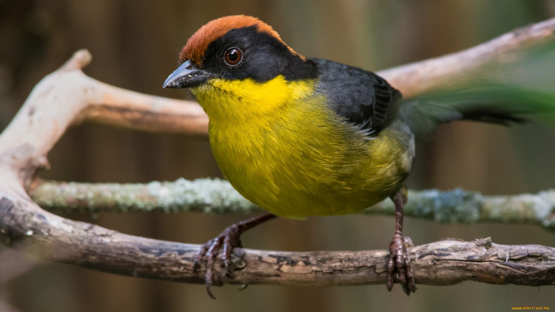 животные, птицы, птичка