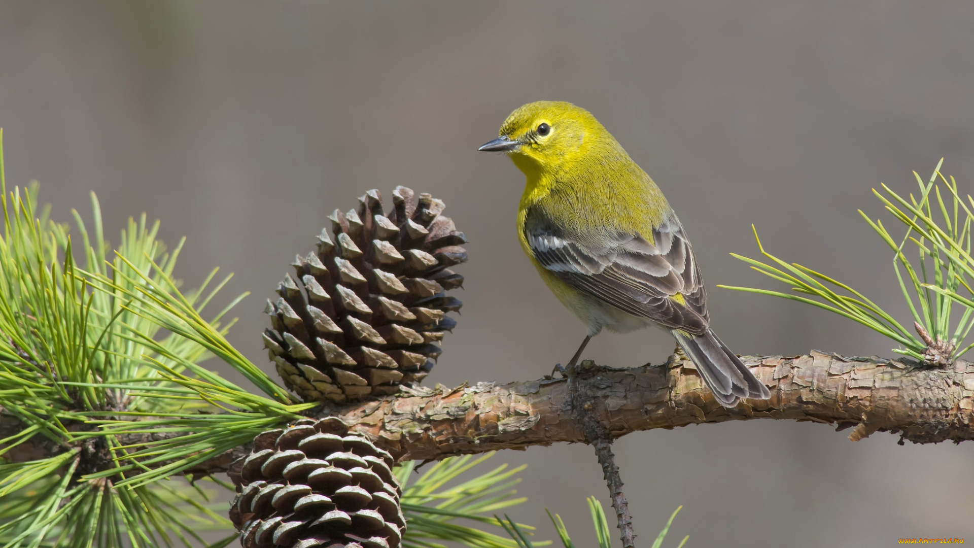 животные, птицы, птичка