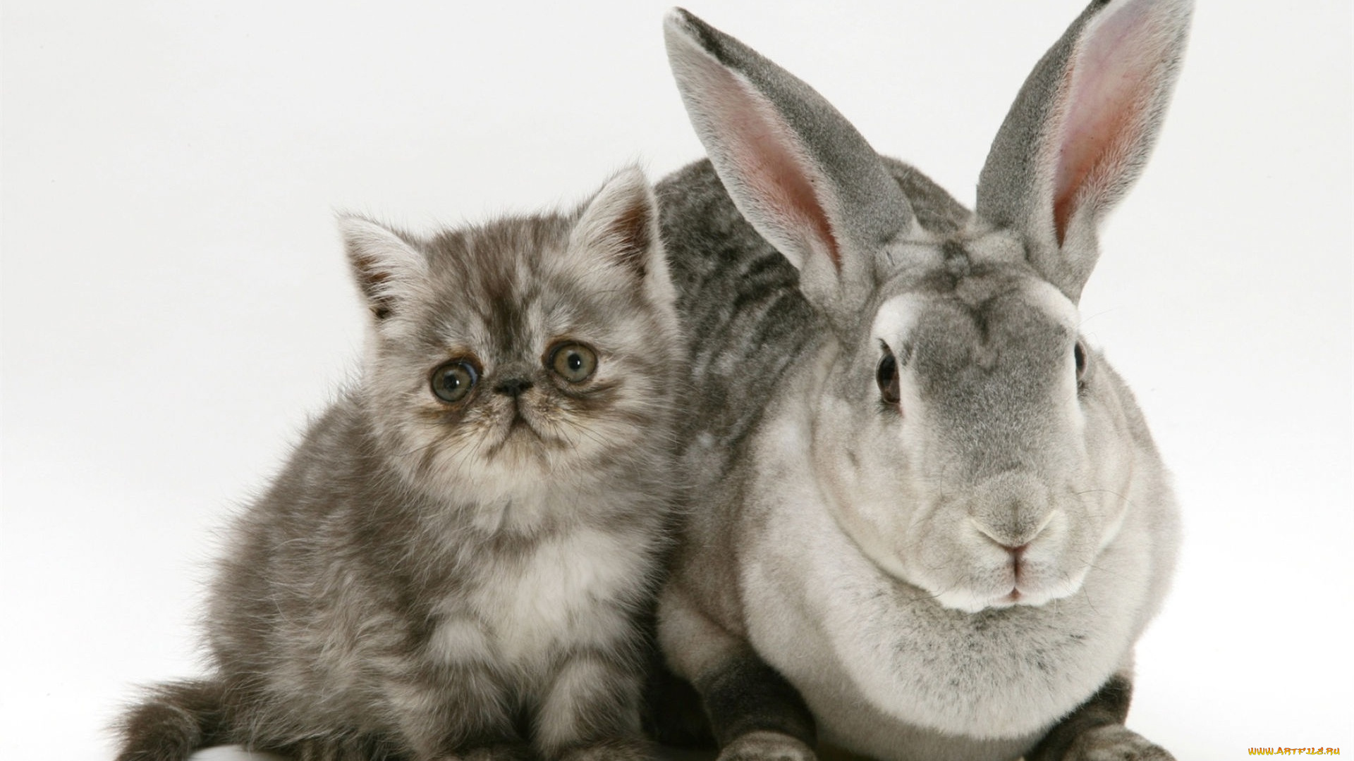 животные, разные, вместе, кролик, котенок, серые