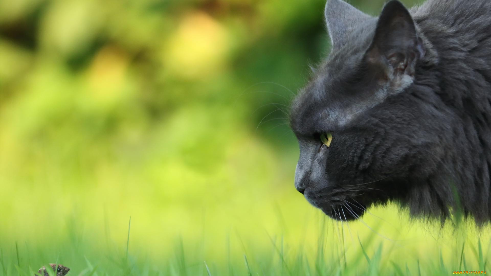 животные, разные, вместе, природа, кошка, мышка