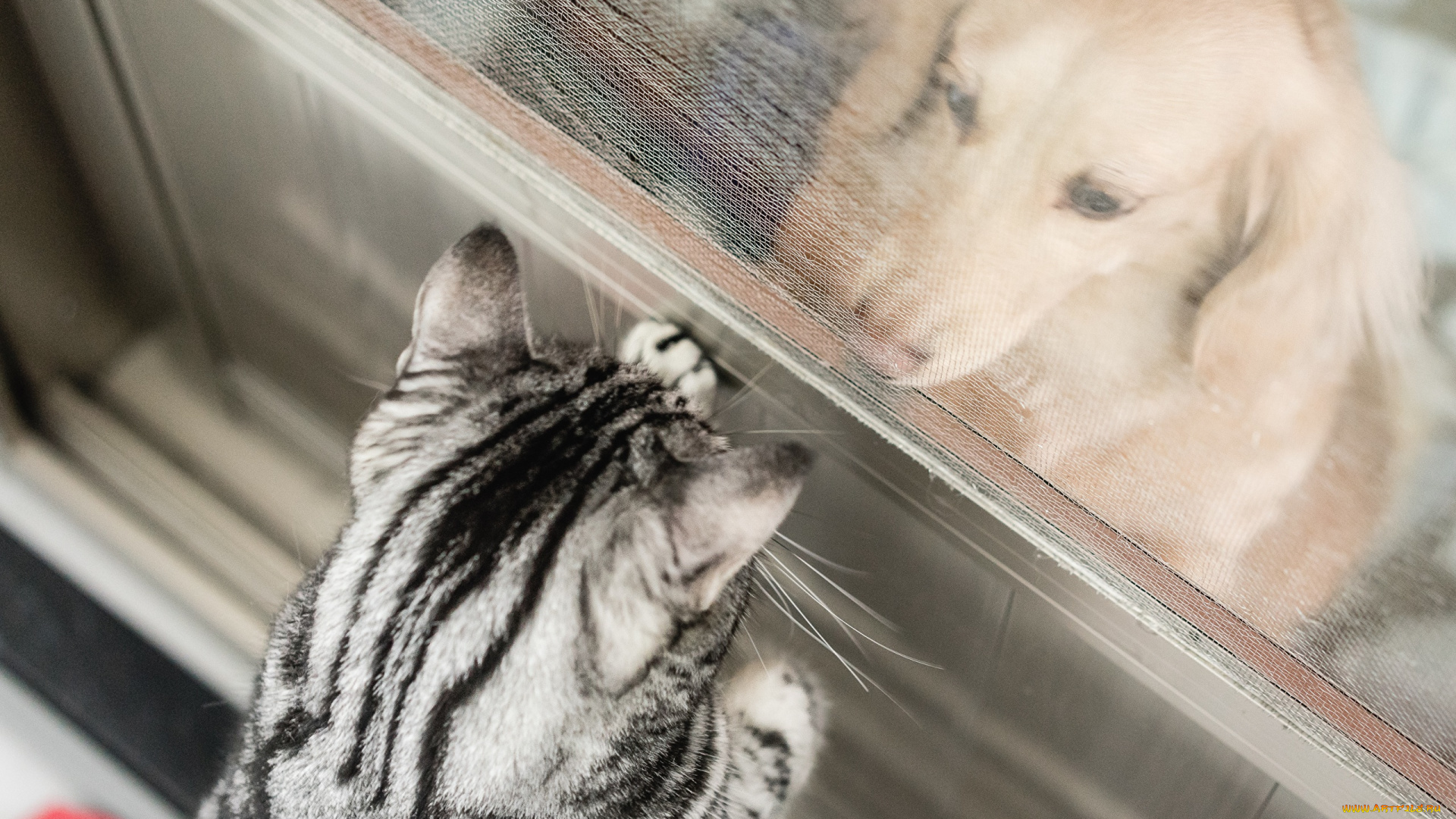 животные, разные, вместе, собака, кошка, окно