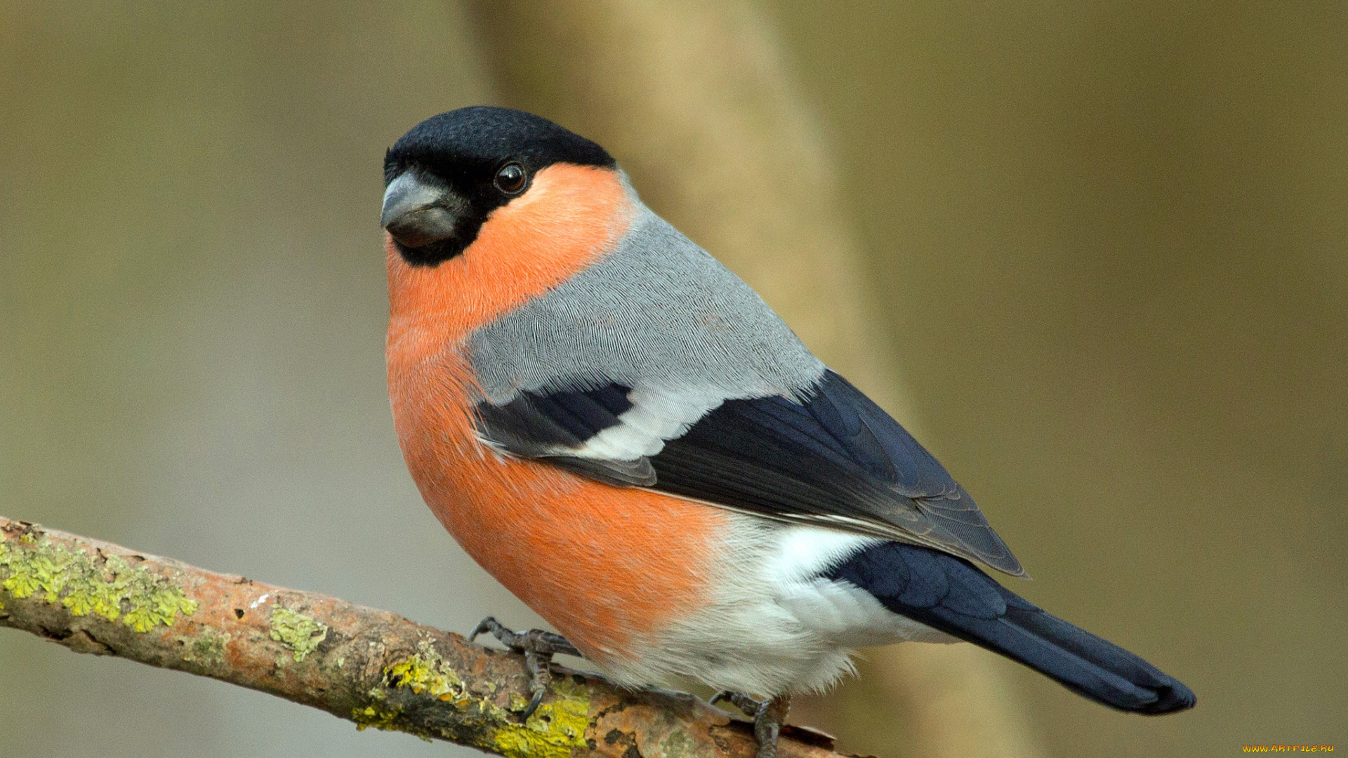 животные, снегири, птичка