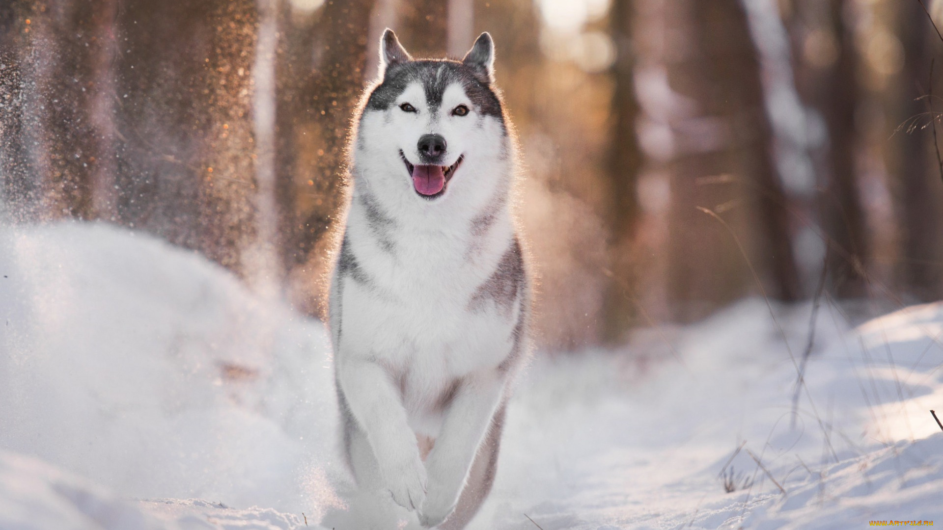 животные, собаки, зима, собака, свет, хаски, боке