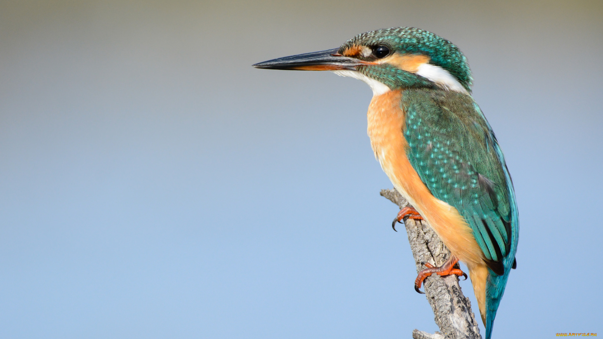 животные, зимородки, птичка