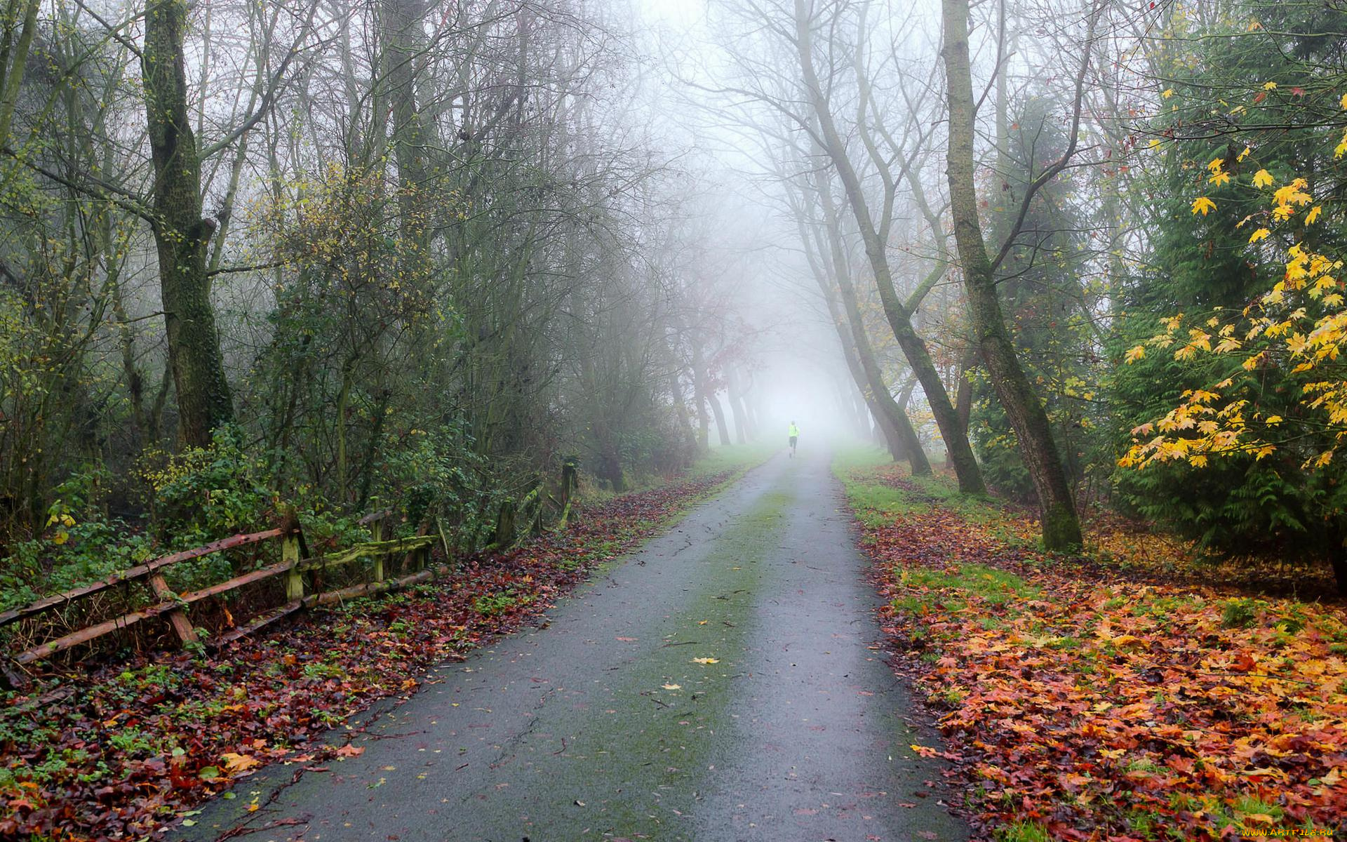 природа, дороги, деревья, дорога, лес, осень