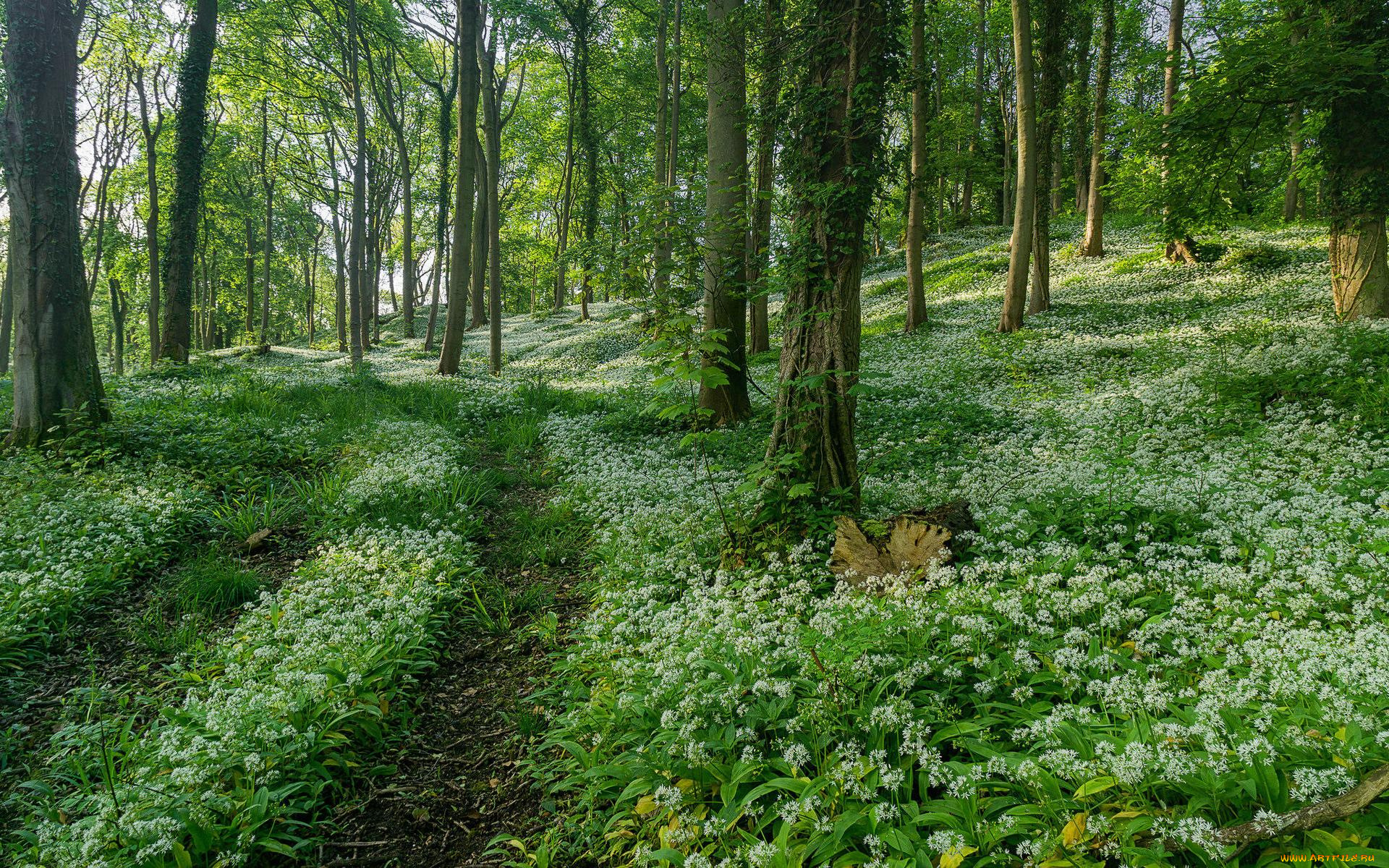 природа, дороги, тропинка, деревья, лес