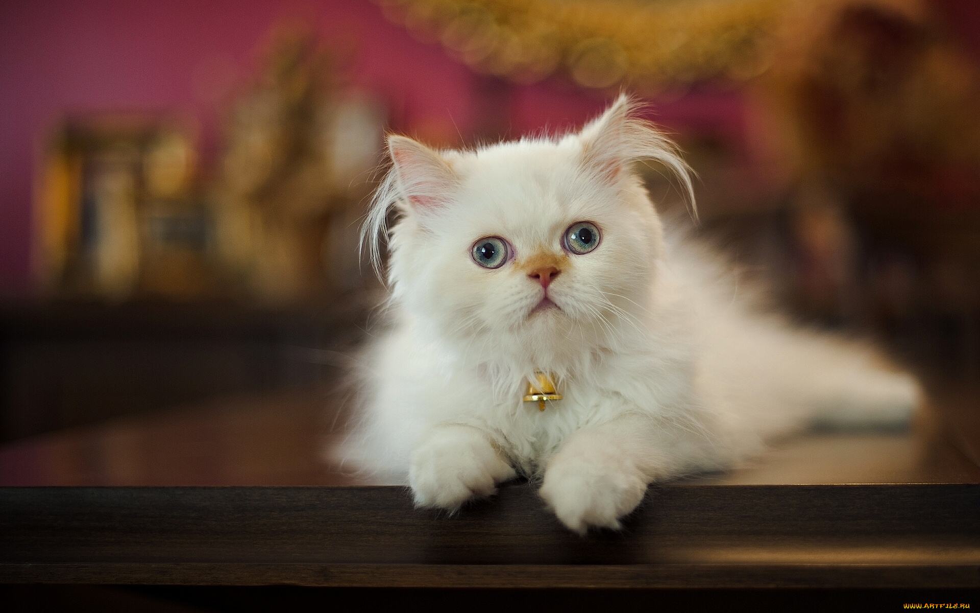 животные, коты, белый, цвет