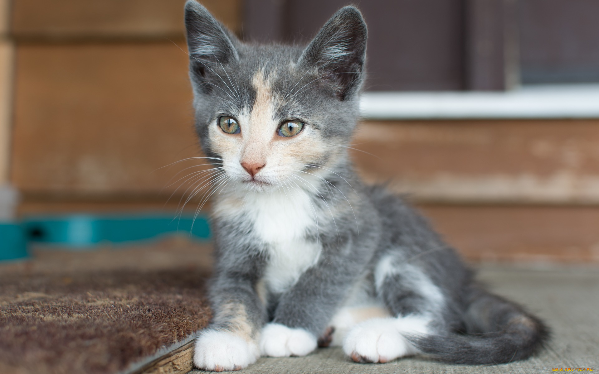 животные, коты, котенок